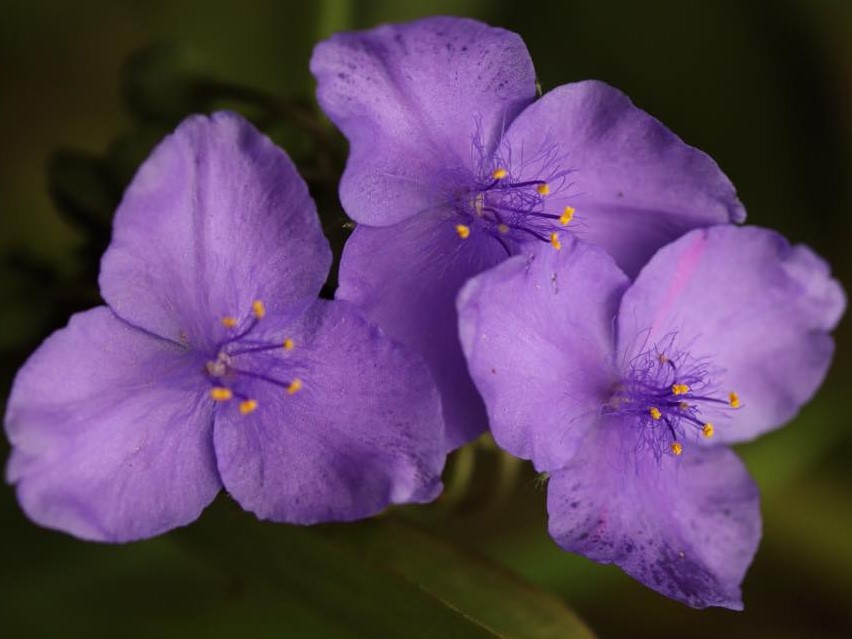 Tradescantia sometimes known as wandering jew